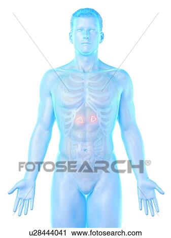 Stock Image - Adrenal glands, computer illustration.. Fotosearch
