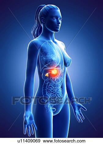 Stock Photo - Adrenal glands, computer illustration. cancer. Fotosearch