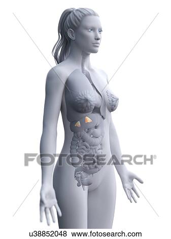 Adrenal glands, computer illustration. View Large Photo Image Stock Photo - Adrenal glands, computer illustration.. Fotosearch