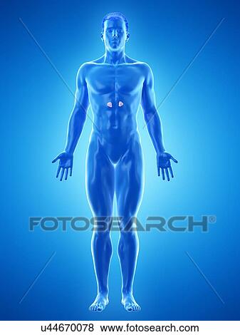 Stock Photo - Adrenal glands, computer illustration.. Fotosearch