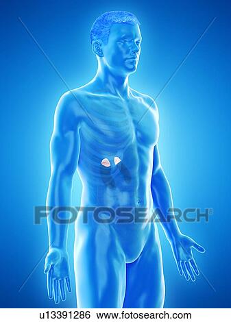 Stock Photograph - Adrenal glands, computer illustration.. Fotosearch