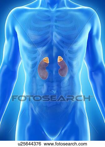 Stock Photograph - Adrenal glands, computer illustration.. Fotosearch