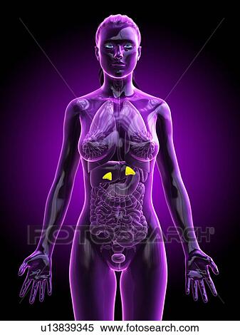 Stock Photography - Adrenal glands, computer illustration.. Fotosearch