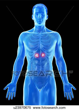 Stock Photography - Adrenal glands, computer illustration.. Fotosearch