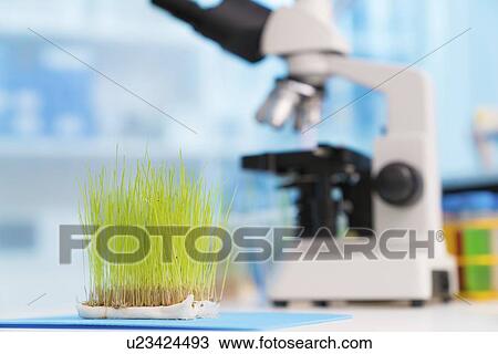 Stock Image - Agricultural research, conceptual image.. Fotosearch