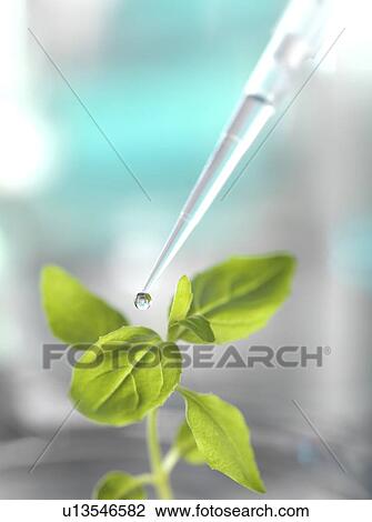 Agricultural research. Scientist pipetting a sample chemical onto a plant leaf to test a new fertiliser or pesticide. View Large Photo Image Stock Image - Agricultural research. Scientist pipetting a sample chemical onto a plant leaf to test a new fertiliser or pesticide.. Fotosearch