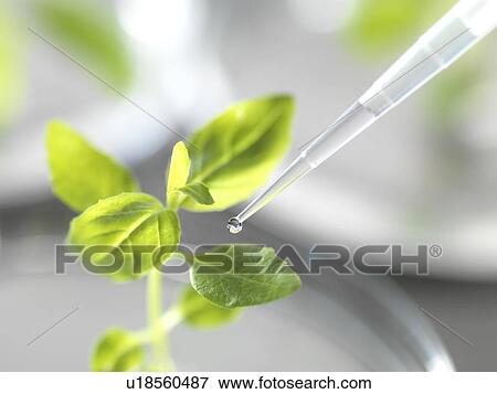 Stock Photo - Agricultural research. Scientist pipetting a sample chemical onto a plant leaf to test a new fertiliser or pesticide.. Fotosearch