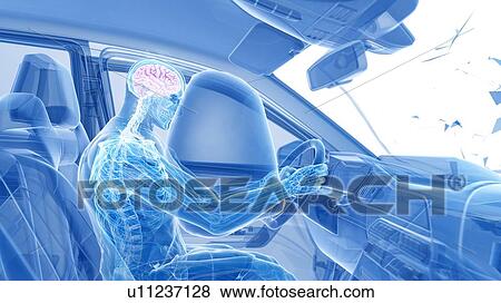 Stock Photo - Airbag deployed in car crash, computer illustration.. Fotosearch