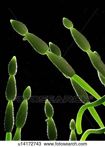 Stock Image - Alternia fungus, computer illustration.. Fotosearch