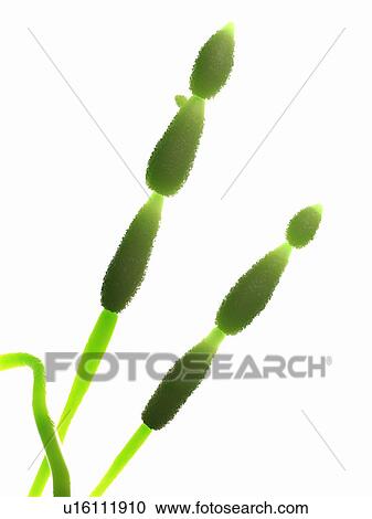 Stock Image - Alternia fungus, computer illustration.. Fotosearch