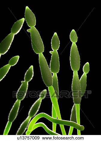 Alternia fungus, computer illustration. View Large Photo Image Stock Photo - Alternia fungus, computer illustration.. Fotosearch
