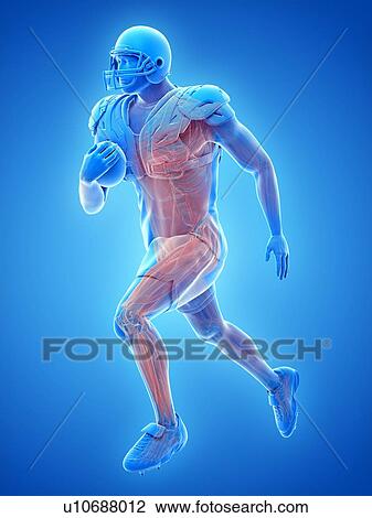 American football player's muscles, illustration View Large Photo Image Stock Image - American football player's muscles, illustration. Fotosearch