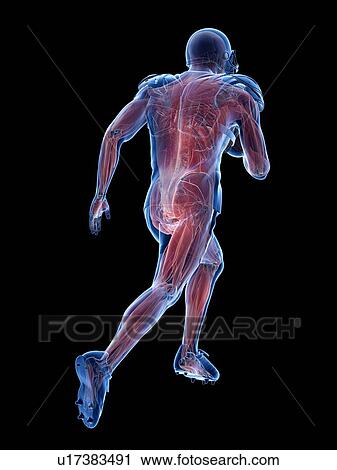American football player's muscles, illustration View Large Photo Image Stock Image - American football player's muscles, illustration. Fotosearch