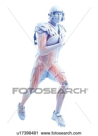 American football player's muscles, illustration View Large Photo Image Stock Image - American football player's muscles, illustration. Fotosearch
