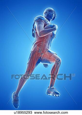 Stock Image - American football player's muscles, illustration. Fotosearch