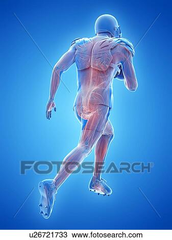 American football player's muscles, illustration View Large Photo Image Stock Image - American football player's muscles, illustration. Fotosearch