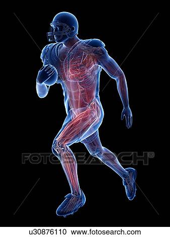 Stock Image - American football player's muscles, illustration. Fotosearch