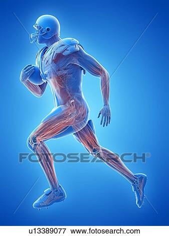 Stock Photo - American football player's muscles, illustration. Fotosearch