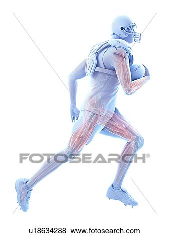 Stock Photo - American football player's muscles, illustration. Fotosearch