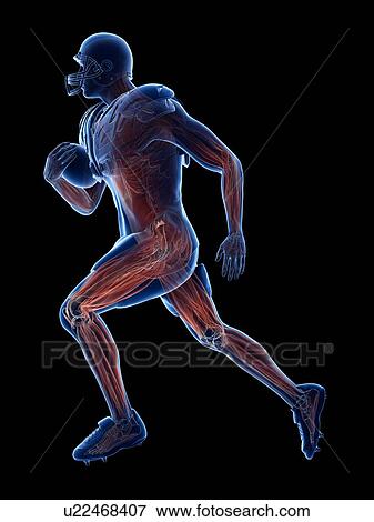 Stock Photo - American football player's muscles, illustration. Fotosearch