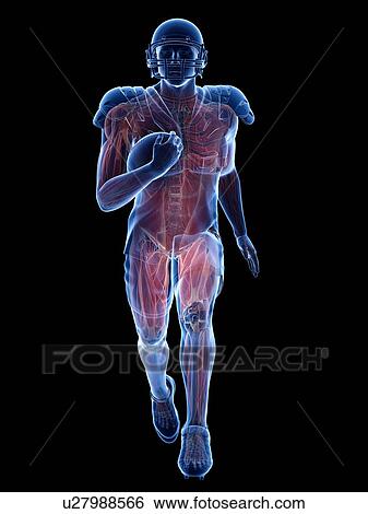 Stock Photograph - American football player's muscles, illustration. Fotosearch
