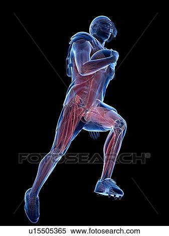 Stock Photography - American football player's muscles, illustration. Fotosearch