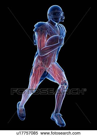Stock Photography - American football player's muscles, illustration. Fotosearch