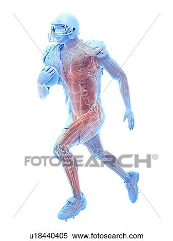 Stock Photography - American football player's muscles, illustration. Fotosearch