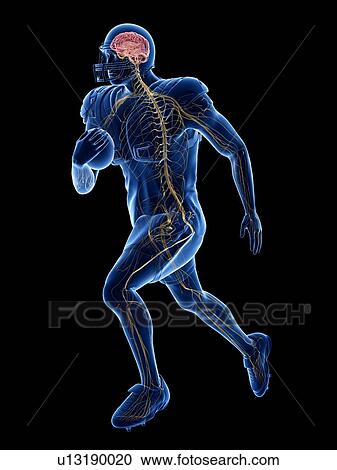 Stock Image - American football player's nervous system, illustration. Fotosearch