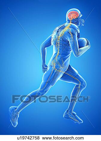 Stock Photo - American football player's nervous system, illustration. Fotosearch