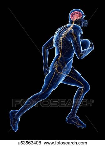 American football player's nervous system, illustration View Large Photo Image Stock Photo - American football player's nervous system, illustration. Fotosearch