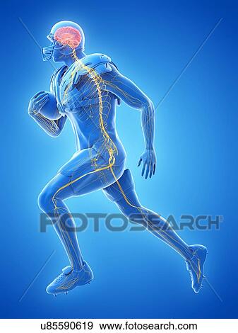 Stock Photo - American football player's nervous system, illustration. Fotosearch