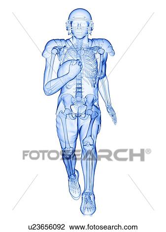 American football player's skeleton, illustration View Large Photo Image Stock Image - American football player's skeleton, illustration. Fotosearch