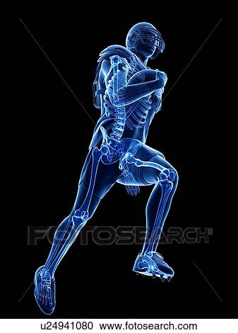 American football player's skeleton, illustration View Large Photo Image Stock Image - American football player's skeleton, illustration. Fotosearch