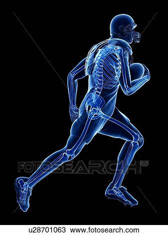 Stock Image - American football player's skeleton, illustration. Fotosearch