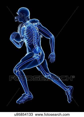 American football player's skeleton, illustration View Large Photo Image Stock Image - American football player's skeleton, illustration. Fotosearch