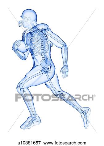 Stock Photo - American football player's skeleton, illustration. Fotosearch