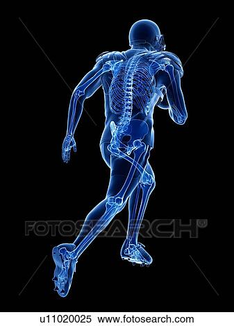 American football player's skeleton, illustration View Large Photo Image Stock Photography - American football player's skeleton, illustration. Fotosearch