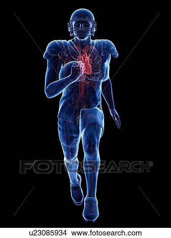 American footballer's heart, illustration View Large Photo Image Picture - American footballer's heart, illustration. Fotosearch