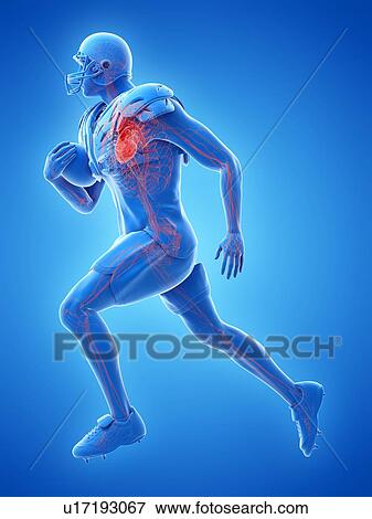 American footballer's heart, illustration View Large Photo Image Stock Photo - American footballer's heart, illustration. Fotosearch