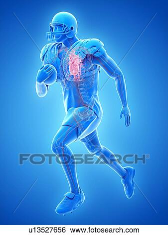American footballer's heart, illustration View Large Photo Image Stock Photograph - American footballer's heart, illustration. Fotosearch