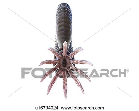 Picture - Ammonite, computer illustration.. Fotosearch