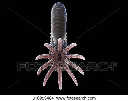 Picture - Ammonite, computer illustration.. Fotosearch