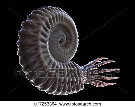Picture - Ammonite, computer illustration.. Fotosearch