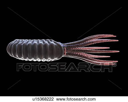 Stock Image - Ammonite, computer illustration.. Fotosearch