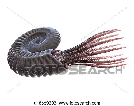 Ammonite, computer illustration. View Large Photo Image Stock Image - Ammonite, computer illustration.. Fotosearch