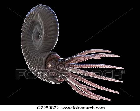 Ammonite, computer illustration. View Large Photo Image Stock Image - Ammonite, computer illustration.. Fotosearch