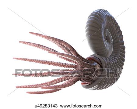 Ammonite, computer illustration. View Large Photo Image Stock Image - Ammonite, computer illustration.. Fotosearch