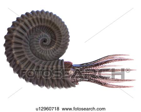Stock Photo - Ammonite, computer illustration.. Fotosearch