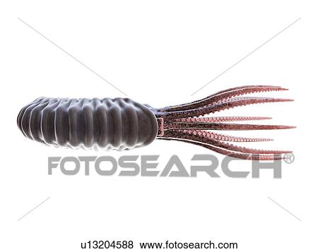 Ammonite, computer illustration. View Large Photo Image Stock Photo - Ammonite, computer illustration.. Fotosearch